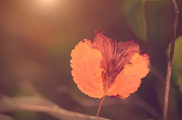 Closeup photo of an autumn leaf on branch — Zdjęcie stockowe