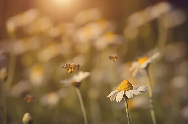 Closeup photo of a bee in flowers field — Zdjęcie stockowe