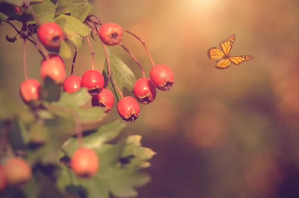 Closeup photo of hawthorn berries — 图库照片