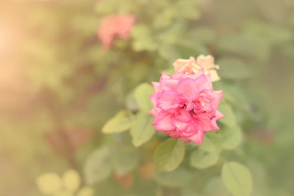 Zachte foto van een roze bloem — Stockfoto