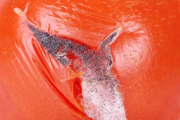 Macro photo of a moldy tomato — Stock Photo, Image