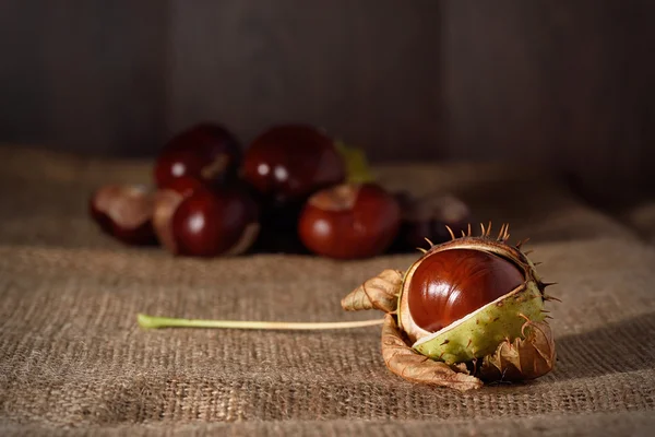 Closeup photo of a chestnut — Stock Photo, Image