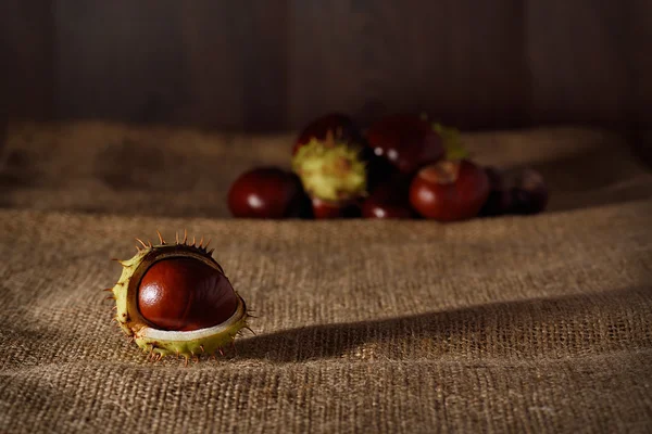 Closeup photo of a chestnut — Stock Photo, Image