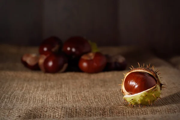 Closeup photo of a chestnut — Stock Photo, Image