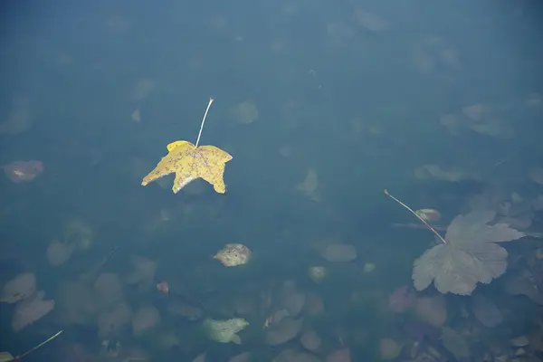 Žlutá podzimní listy na povrchu jezera — Stock fotografie