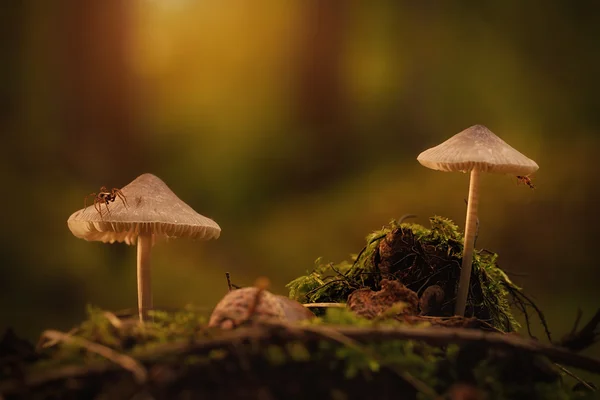 Two mushrooms in the forest — Stock Photo, Image