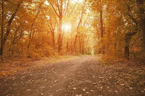 Bana väg i höst skog — Stockfoto