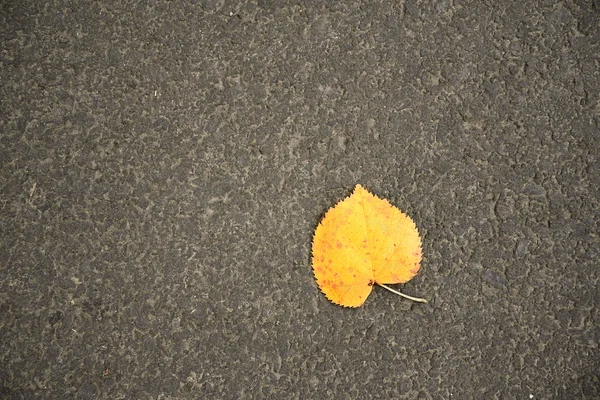 Gelbes Herbstblatt auf dem Asphalt — Stockfoto