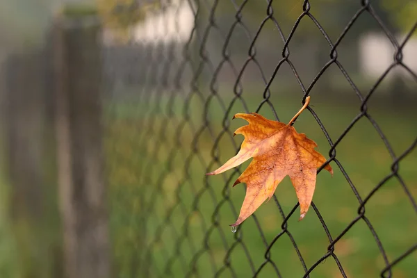 Closeup photo of colorful autumn leaf on fence — Stock Photo, Image
