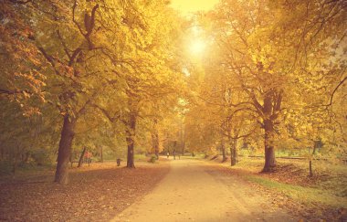 parkta sonbahar sahne 