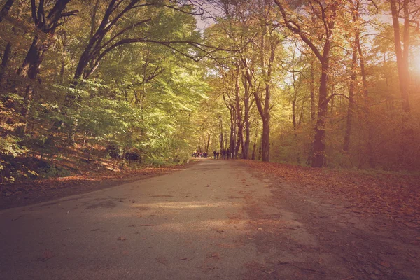 Pathway in the autumn forest — Stock Photo, Image