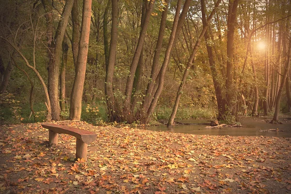 Escena de otoño en el bosque —  Fotos de Stock