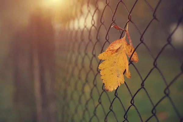 Yellow autumn leaf on fence — Stock Photo, Image