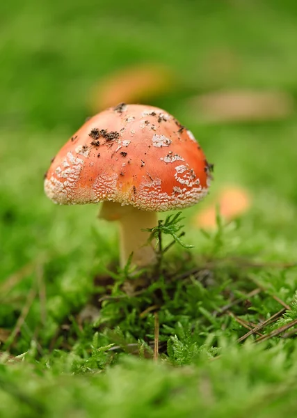 Red fly agaric in the forest moss among — Stock Photo, Image