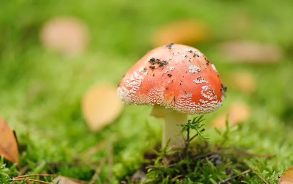 Red fly agaric in the forest moss among — Stock Photo, Image