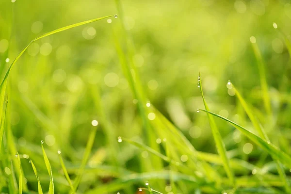 Morgon dagg på grönt gräs — Stockfoto