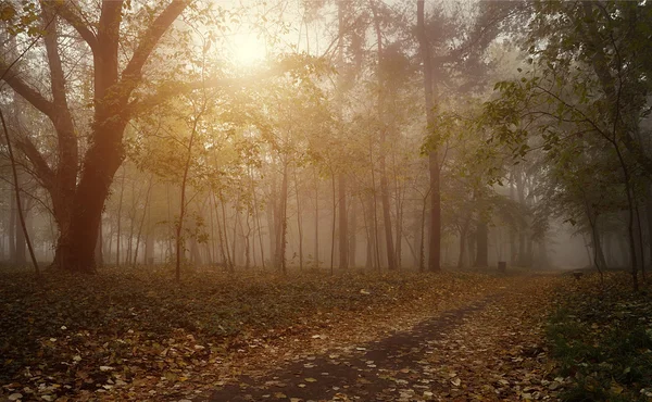 森林里的小路是雾蒙蒙的一天 — 图库照片
