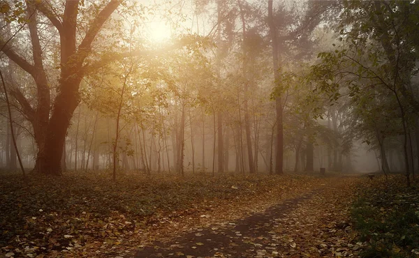 Camino en el bosque un día de niebla —  Fotos de Stock