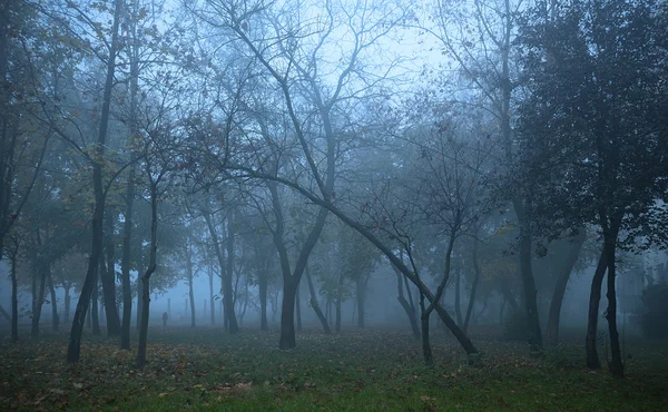 Туман у лісі — стокове фото