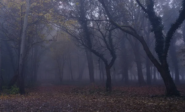 Nebbia nella foresta — Foto Stock