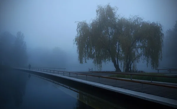 Foggy scene in the park — Stock Photo, Image