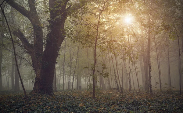 Forêt dans le brouillard — Photo