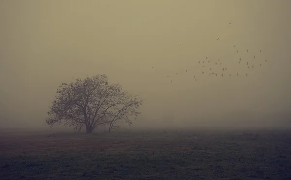 Alter Baum auf dem Feld ein nebliger Tag — Stockfoto