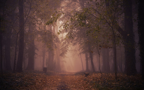 Dark photo of magical forest in an autumn day