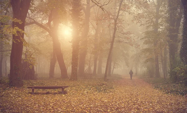 Man vandrar i skogen höst — Stockfoto