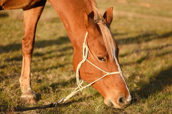 Foto de un caballo pastando en el campo —  Fotos de Stock