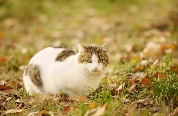 Bir kedi Park portresi — Stok fotoğraf