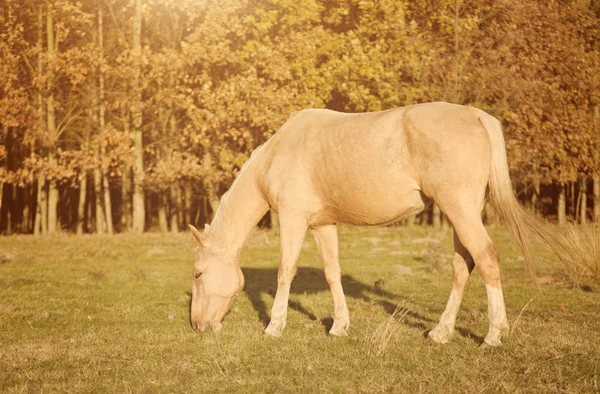 Kůň pasoucí se na poli — Stock fotografie