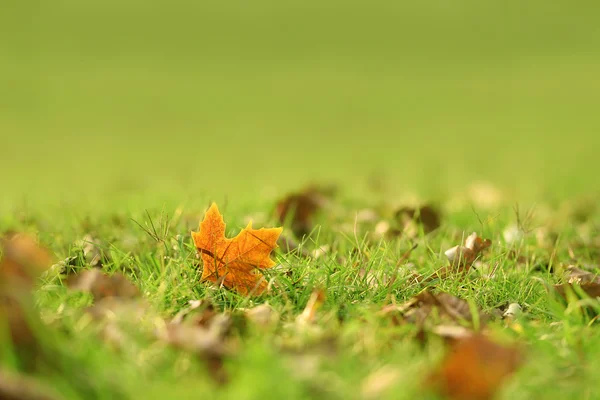 Jesienny liść na polu — Zdjęcie stockowe