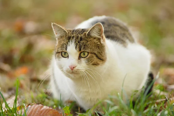 Bir kedi closeup fotoğraf — Stok fotoğraf