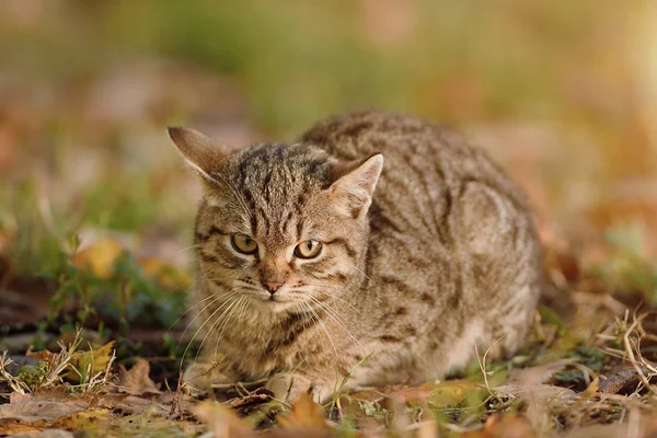 Foto de primer plano del gato en el parque — Foto de Stock