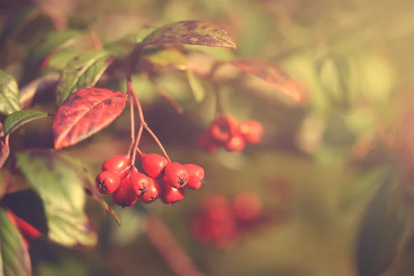 Jahrgang Foto von roten Beeren — Stockfoto