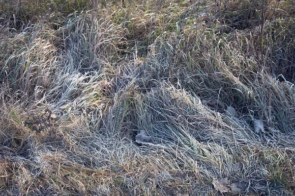 Hierba congelada en el campo —  Fotos de Stock