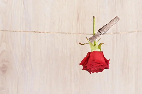 Rosa vermelha pendurada na corda — Fotografia de Stock