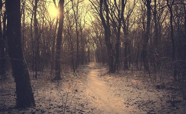 Vintage foto av en snöig skog — Stockfoto