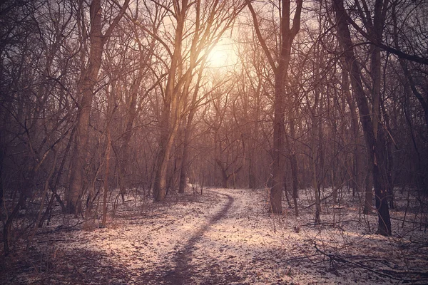 雪に覆われた森林のビンテージ写真 — ストック写真