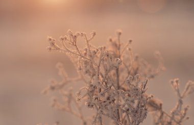 bitki hoarfrost ile kaplı