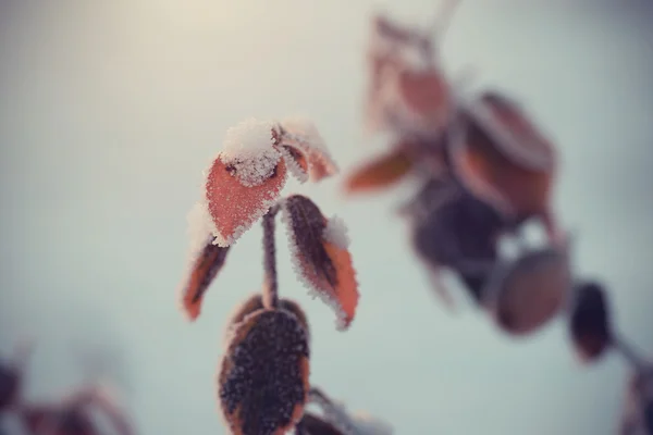 Vintage photo of a frosted plant branch — Stock Photo, Image