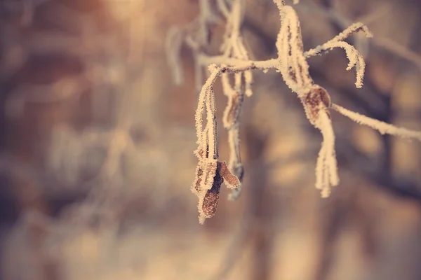 Acero glassato al mattino d'inverno — Foto Stock