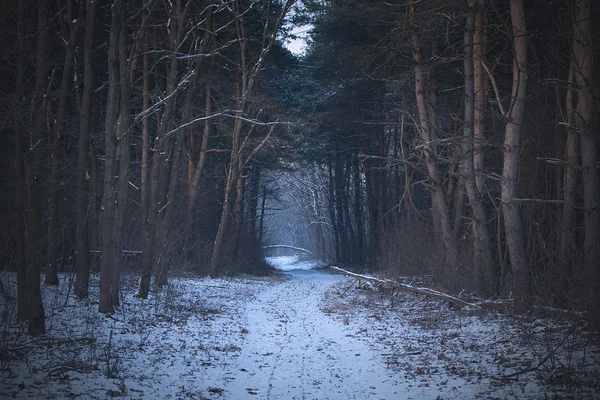 森林冬季道路 — 图库照片
