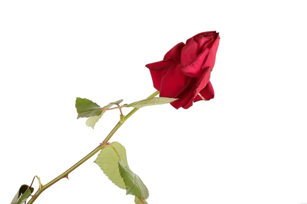 Zvadlá růže na bílém pozadí — Stock fotografie