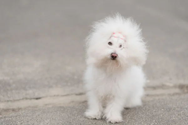 Portræt af en Bichon Havanese hund - Stock-foto