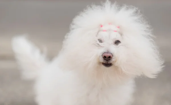 Πορτρέτο ενός Bichon Havanese σκύλου — Φωτογραφία Αρχείου