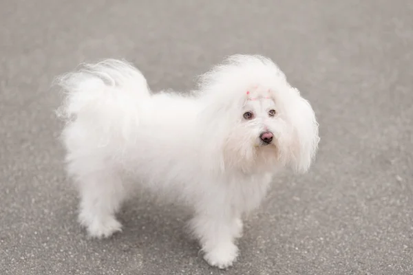 Portræt af en Bichon Havanese hund - Stock-foto