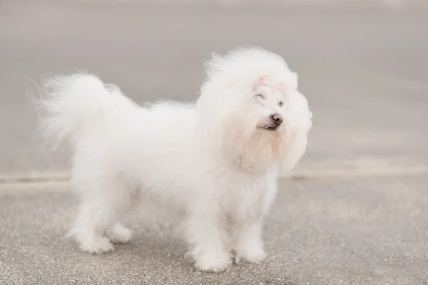 Retrato de un perro Bichon Havanese — Foto de Stock