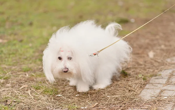 Bichon Havanese dog poops — Stock Photo, Image